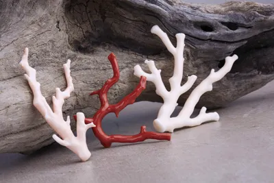 Branches of white, red and pink coral on driftwood
